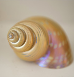 snailshell